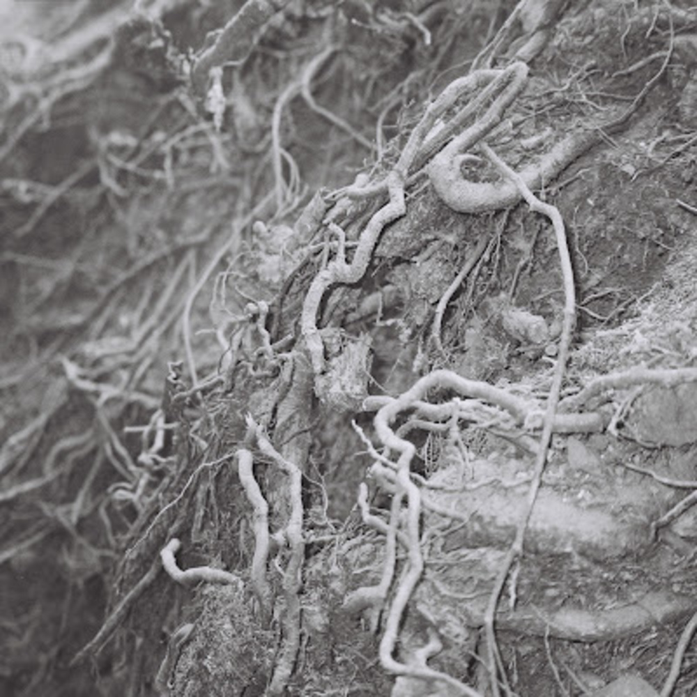 Meet your Posher, Destefano